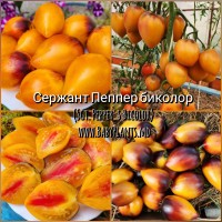 Sgt. Pepper's Bicolor - 10 seminte / Сержант Пеппер биколор 