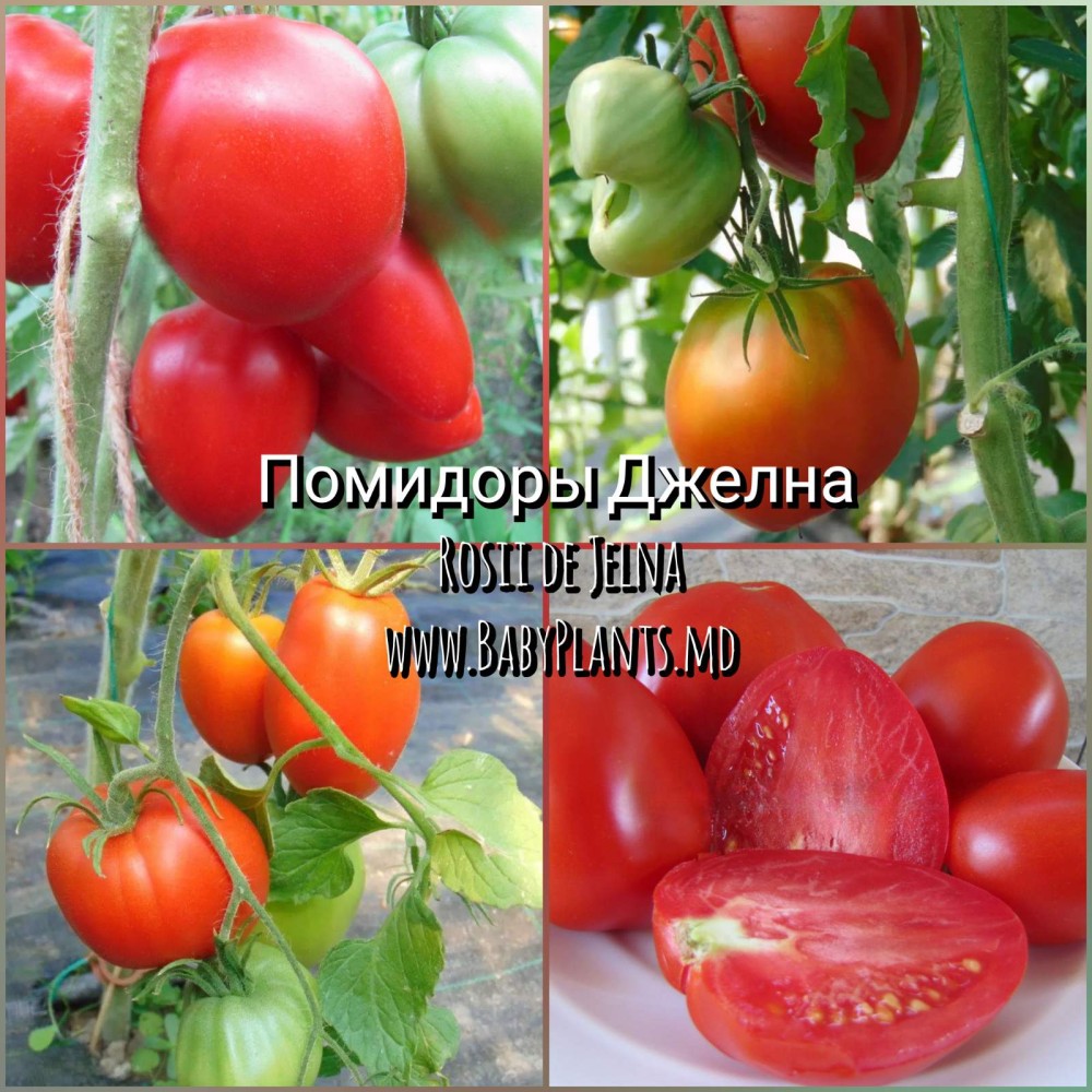 Rosii de Jelna - 10 seminte / Помидоры Джелна 