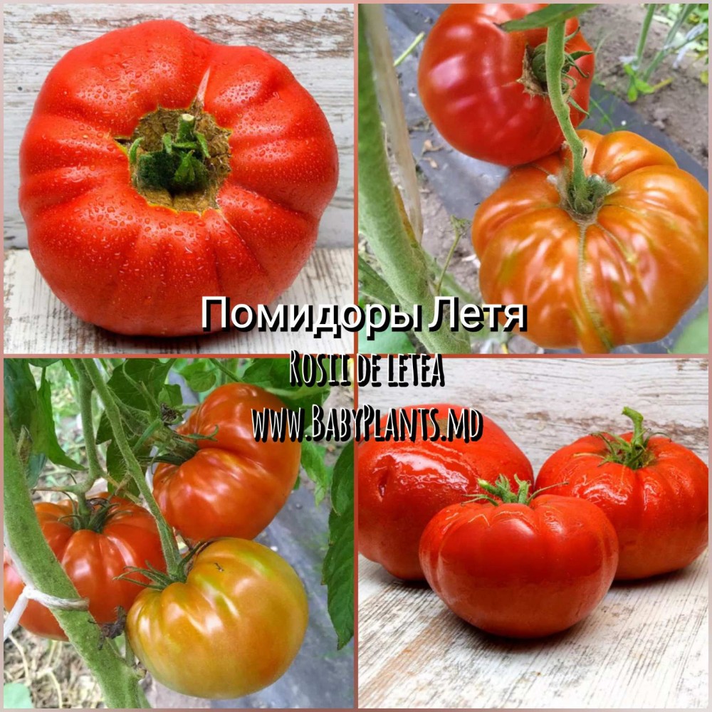 Rosii de letea  - 10 seminte / Помидоры Летя 