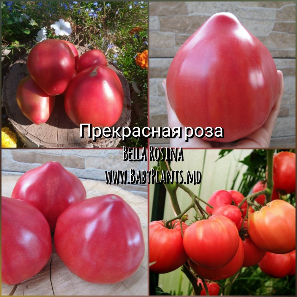 Bella Rosina - 10 seminte / Прекрасная роза 