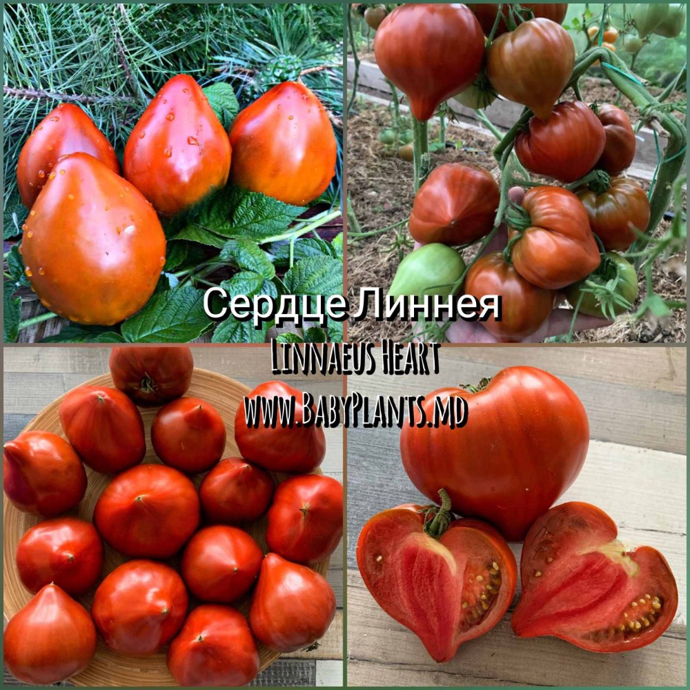 Linnaeus Heart - 10 seminte / Сердце Линнея 