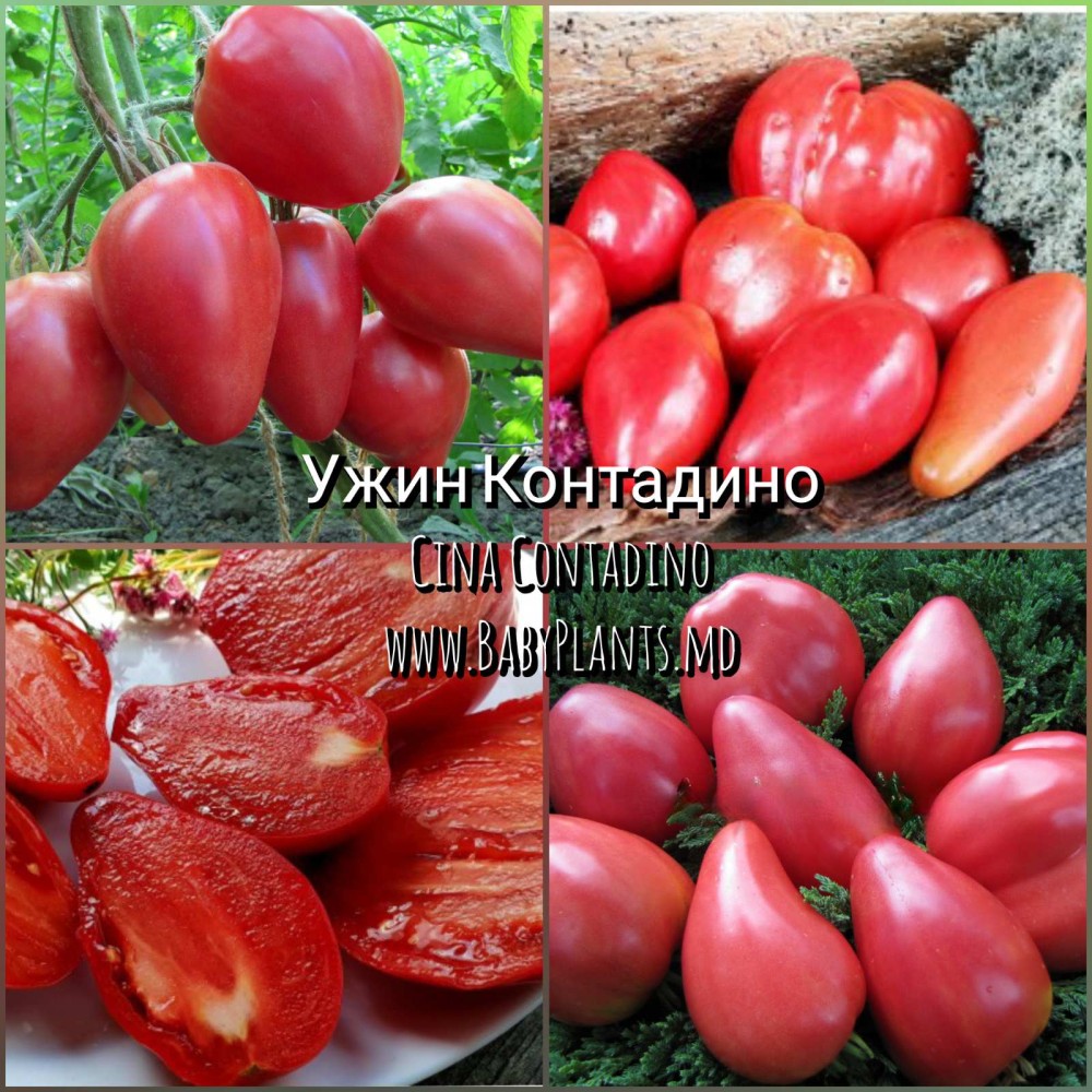 Cina Contadino - 10 seminte / Ужин Контадино 