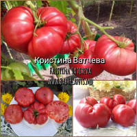 Kristina Vatcheva - 10 seminte / Кристина Ватчева 