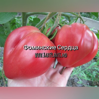 Inimile de Fominsc - 10 seminte / Фоминские сердца