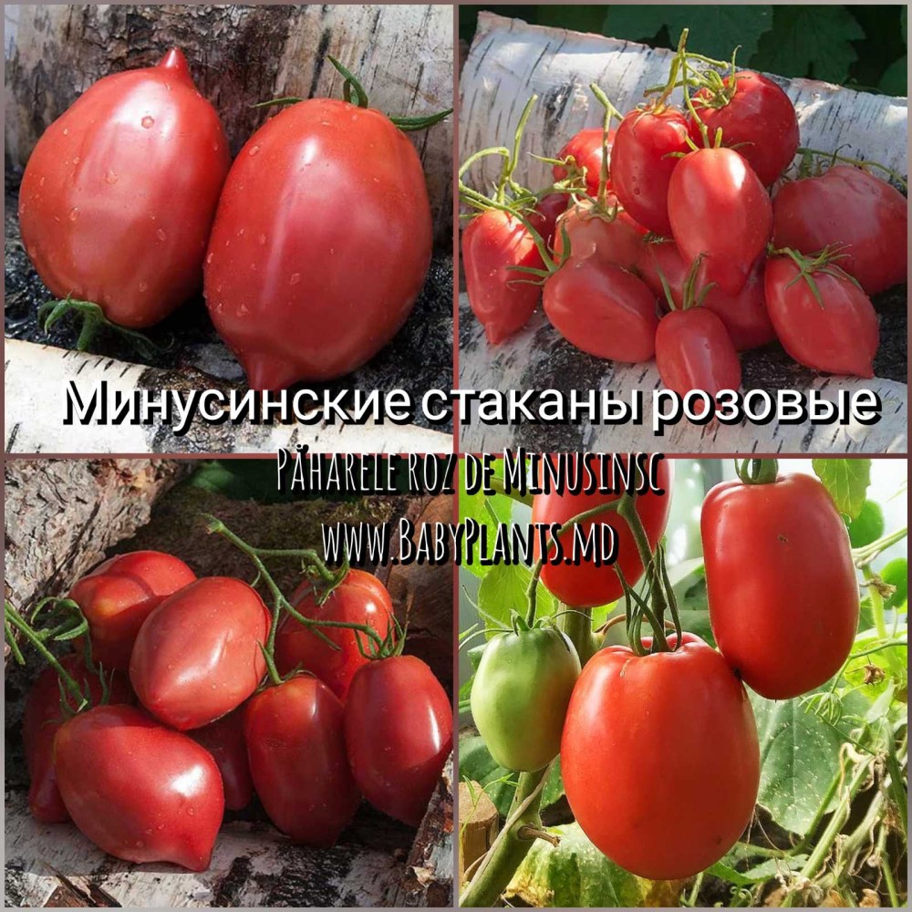 Paharele Roz de Minusinsc - 10 seminte / Минусинские стаканы розовые 