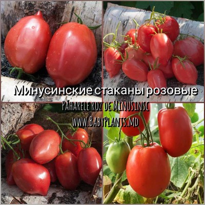 Paharele Roz de Minusinsc - 10 seminte / Минусинские стаканы розовые 