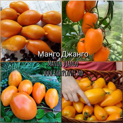 Mango Django - 10 seminte / Манго джанго 