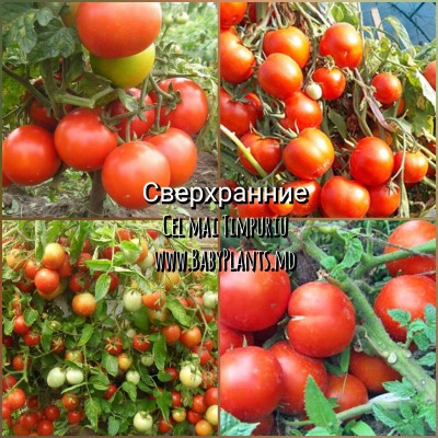 Cel mai timpuriu - 10 seminte / Сверхранние 