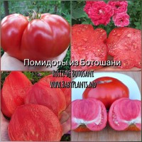Rosii de Botosani - 10 seminte / Помидоры из Ботошани 