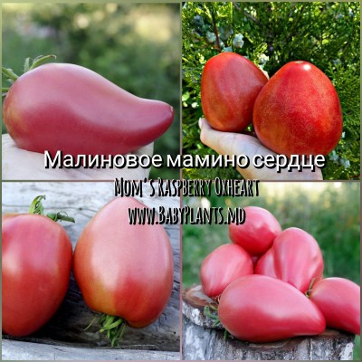 Mom's Raspberry Oxheart - 10 seminte / Малиновое мамино сердце 