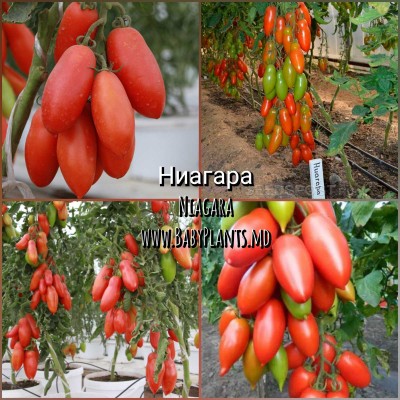  Niagara - 10 seminte / Ниагара