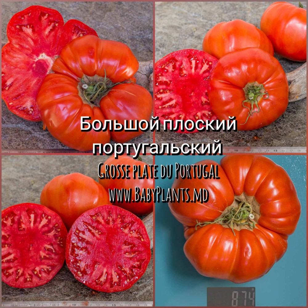 Rosii Grosse plate du Portugal (Grosse plate du Portugal)  - 10 seminte 