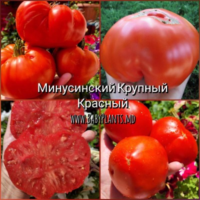 Minusinski Mare Roșu - 10 seminte / Минусинский крупный красный 
