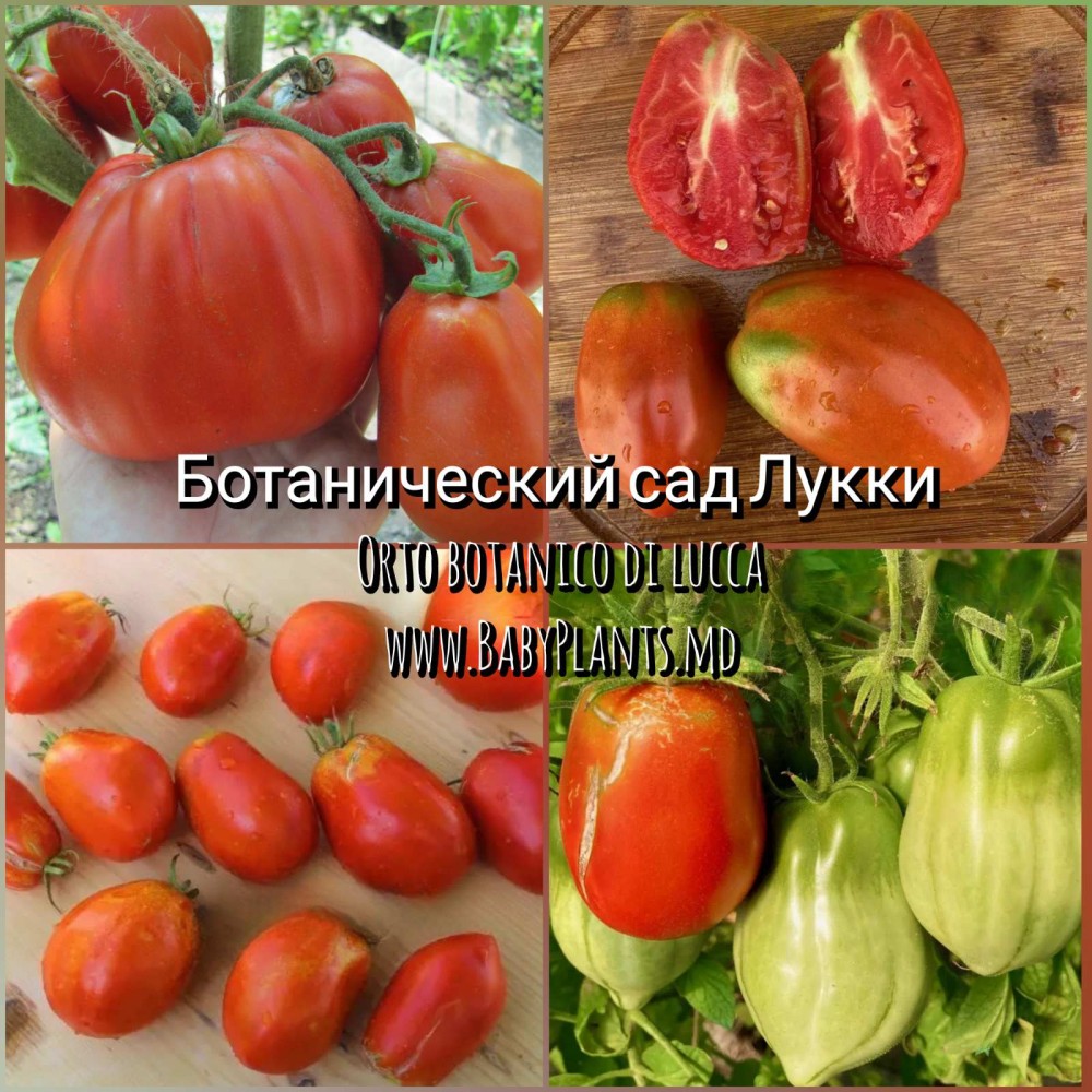 Rosii Gradina Botanica a lui Lucca (Orto botanico di lucca)  -  10 seminte 