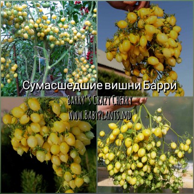 Barry's Crazy Cherry - 10 seminte / Сумасшедшие вишни Барри 