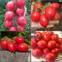 Minuni - 10 seminte / Чудеса 