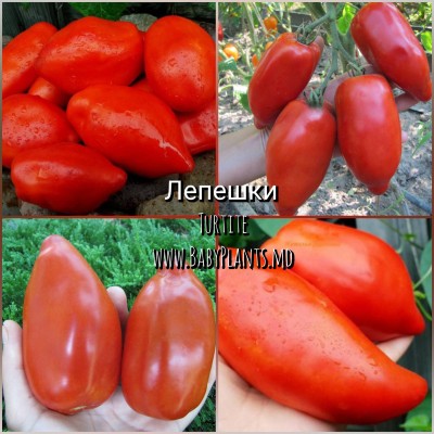 Turtite - 10 seminte / Лепешки 