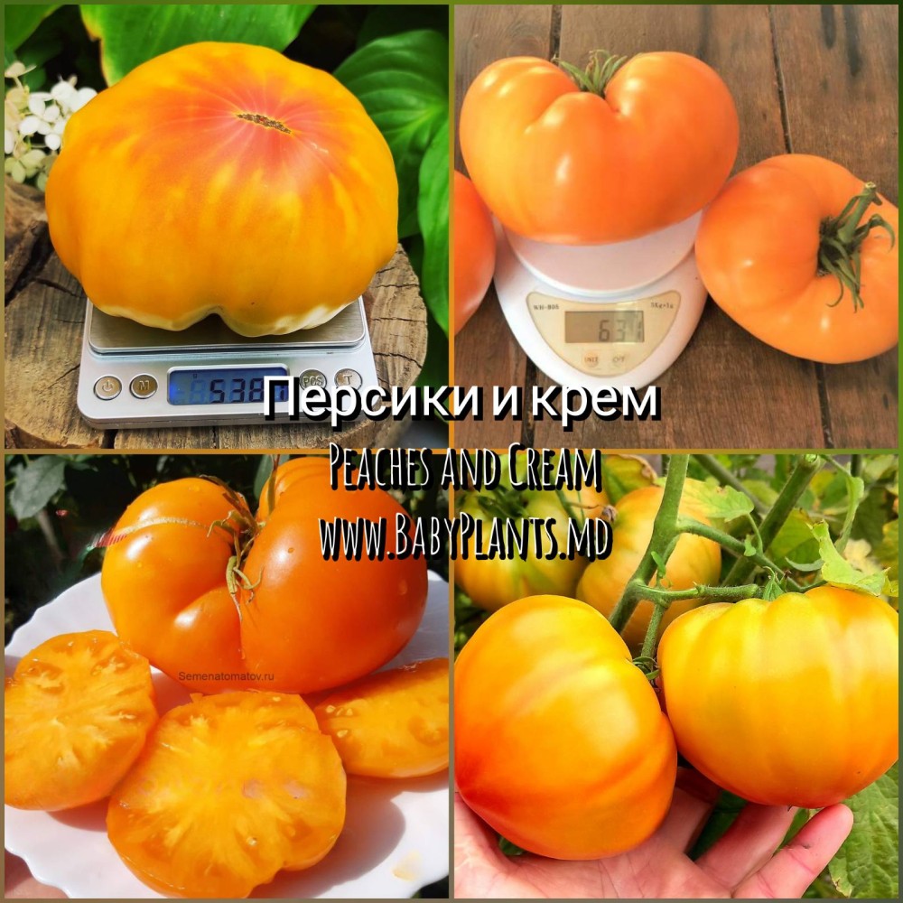 Peaches and Cream - 10 seminte / Персики и крем 