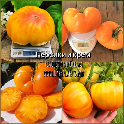 Peaches and Cream - 10 seminte / Персики и крем 