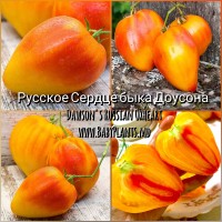 Dawson's Russian Oxheart - 10 seminte / Сердце быка Доусона 