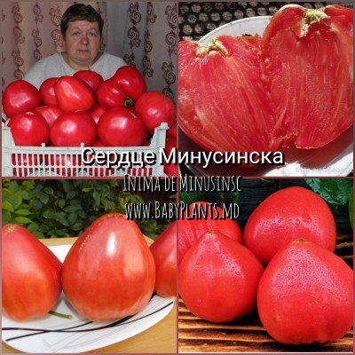 Inima de Minusinsc - 10 seminte / Сердце Минусинска