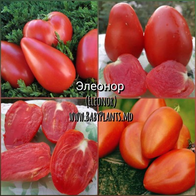 Eleonor - 10 seminte / Элеонор 