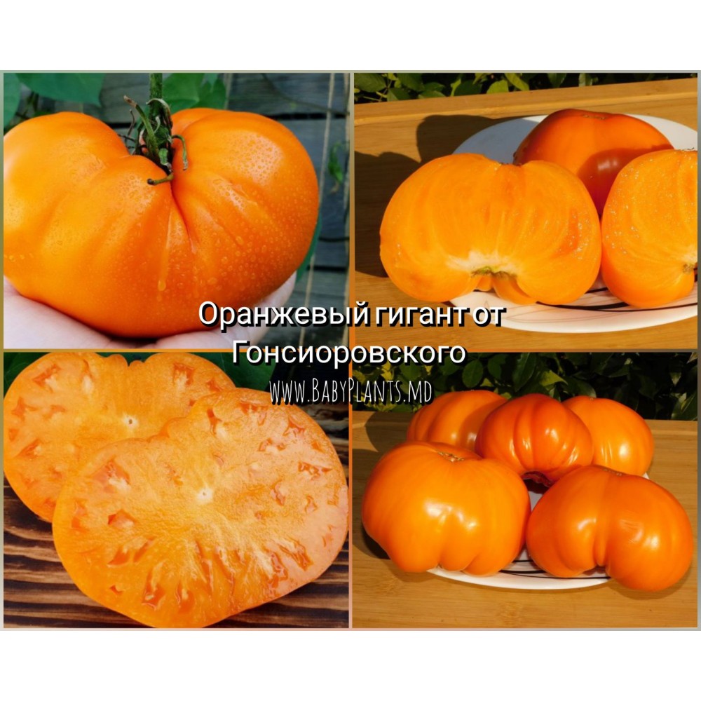 Gigantul portocaliu de la Gonciovorski - 10 seminte / Оранжевый гигант от Гонсиоровского