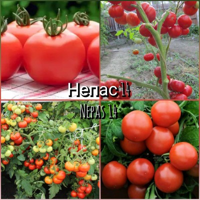 Nepas 14 - 10 seminte / Непас 14 (Непасынкующийся сахарный) 