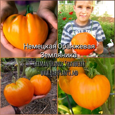 German Orange Strawberry - 10 seminte / Немецкая оранжевая земляника 