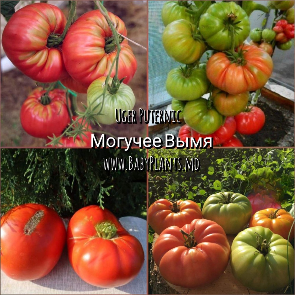 Uger puternic - 10 seminte / Могучее вымя 