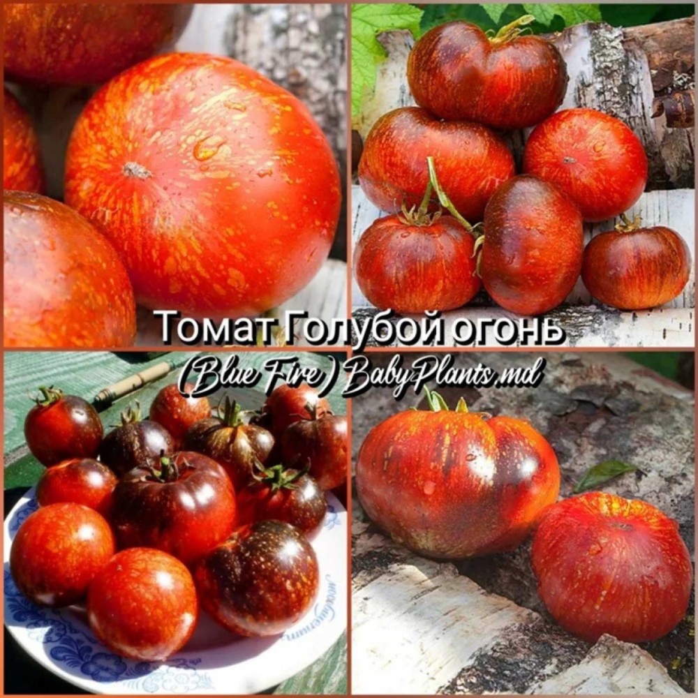 Томат Blue Fire (Голубой огонь) - 10 семян