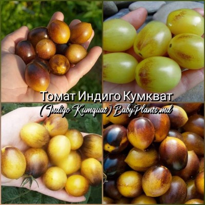Томат Indigo Kumquat (Индиго Кумкват) - 10 семян