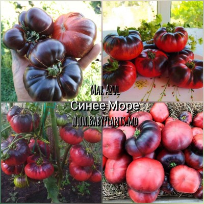 Томат Синее море/Мар Азул (Mar Azul) - 10 семян