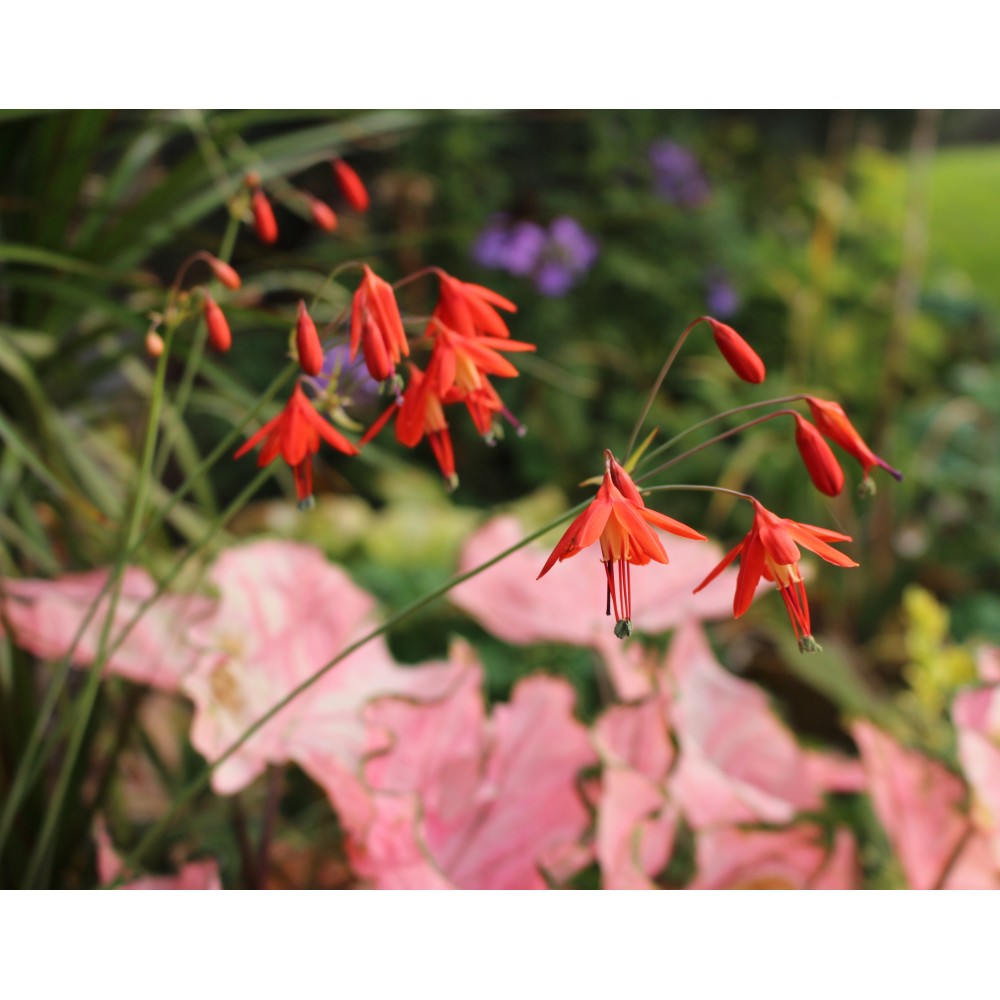 Bessera elegans
