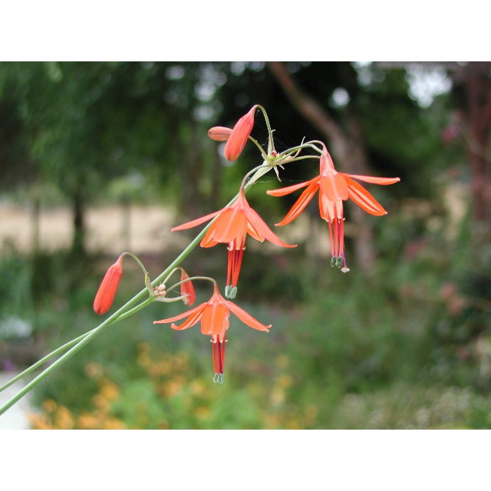 Bessera elegans