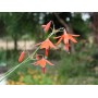 Bessera elegans