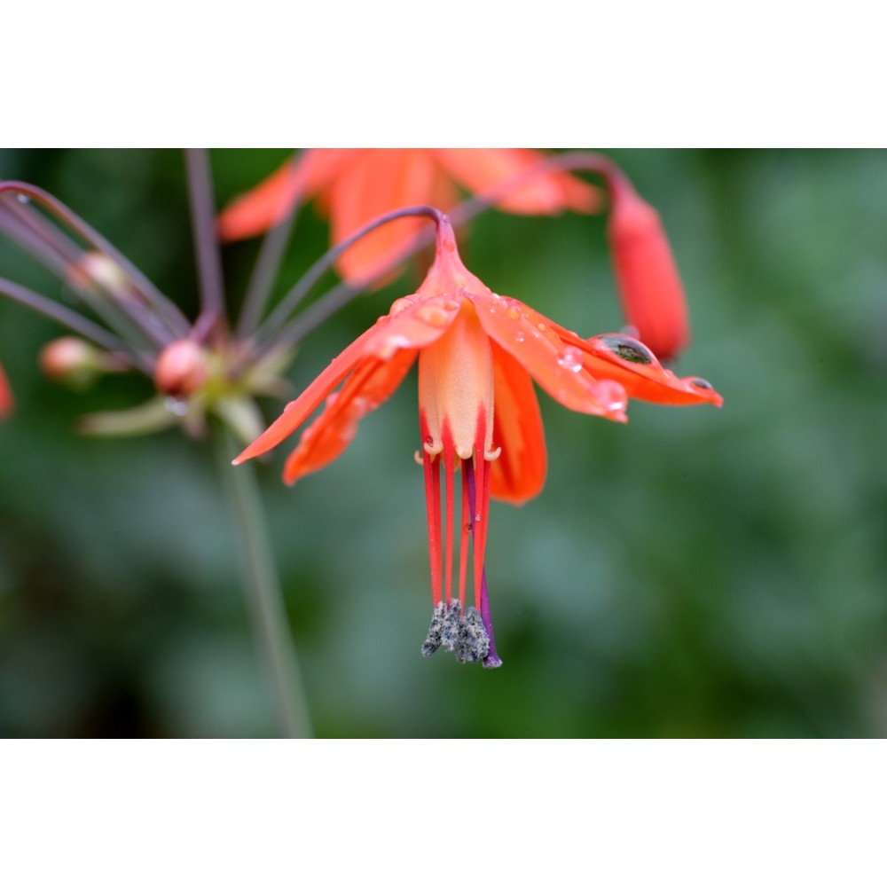 Bessera elegans