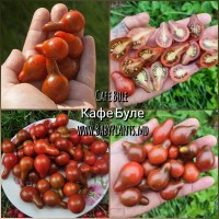 Cafe Bule - 15 seminte