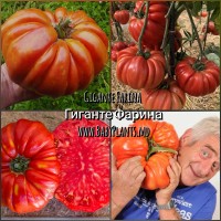 Rosii Gigante Farina - 15 seminte