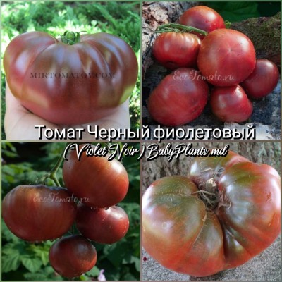 Томат Черный фиолетовый (Violet Noir) - 10 семян