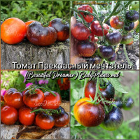Томат Прекрасный мечтатель (Beautiful Dreamer) - 10 семян