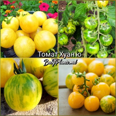 Томат Хуан ю - 10 семян