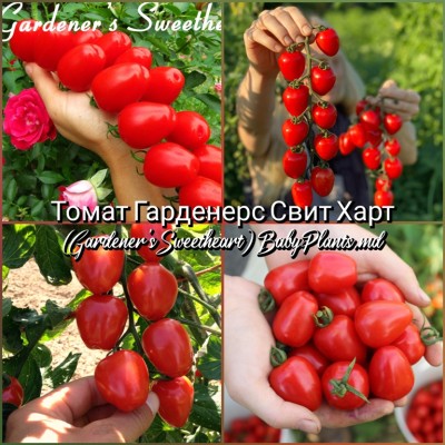 Томат Gardener's Sweetheart (Гарденерс Свит Харт) - 10 семян