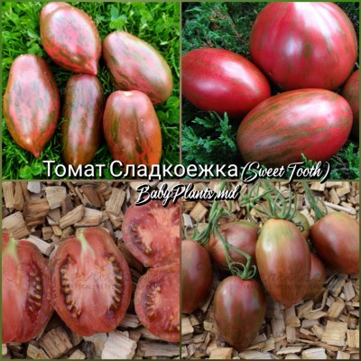 Томат Сладкоежка (Sweet Tooth) - 10 семян