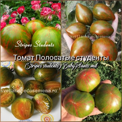 Томат Stripes students (Полосатые студенты) - 10 семян