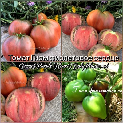 Томат Гном фиолетовое сердце (Dwarf Purple Heart) - 10 семян