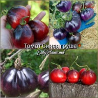 Томат Синяя груша  - 10 семян