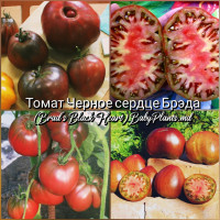 Томат Черное сердце Брэда (Brad's Black Heart) - 10 семян