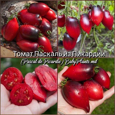 Pascal de Picardie - 10 seminte / Паскаль из Пикардии