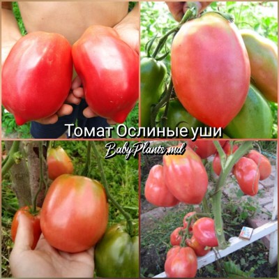 Томат Ослиные уши - 10 семян